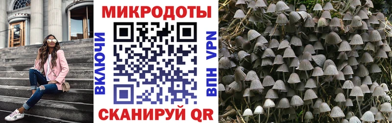 Купить  Багратионовск  Галлюциногенные грибы Psilocybe 